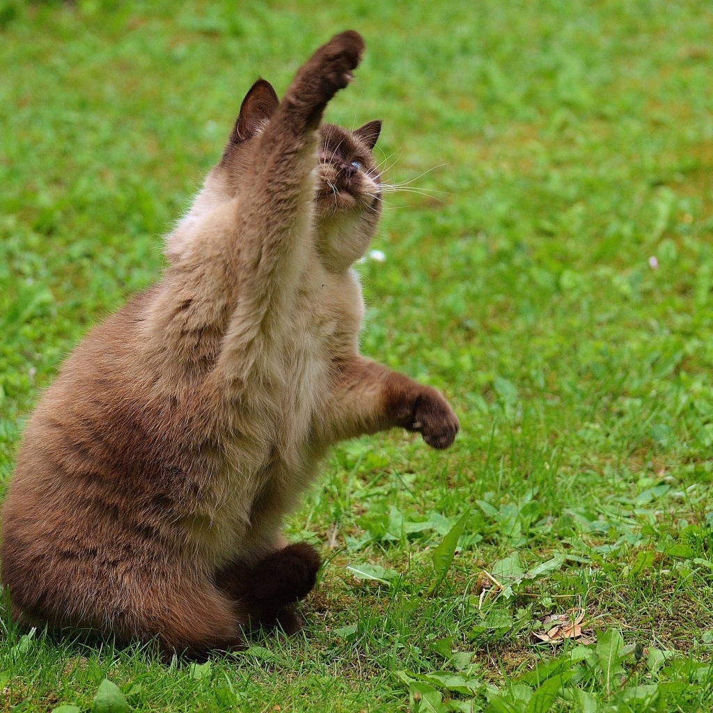 Котенок британской короткошерстной кошки с поднятой лапой
