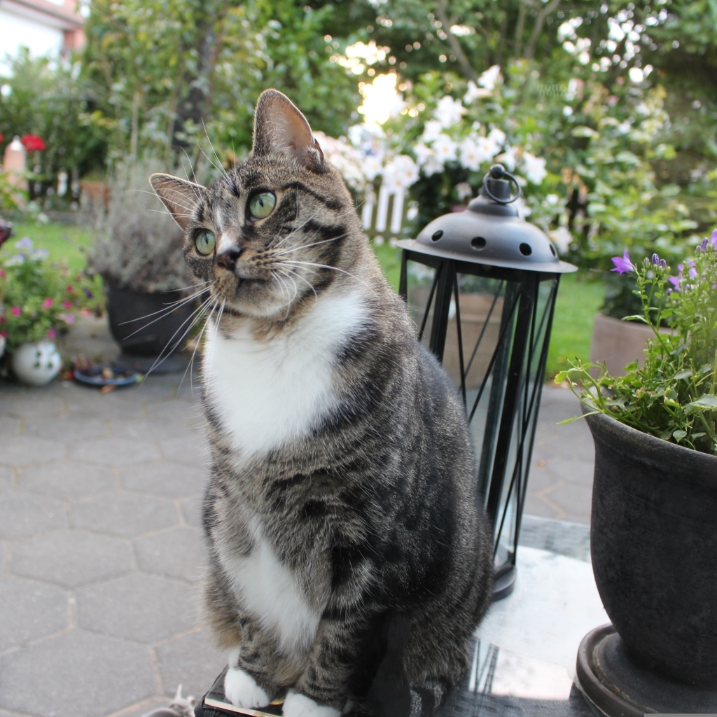 Милый серый домашний кот у клумбы