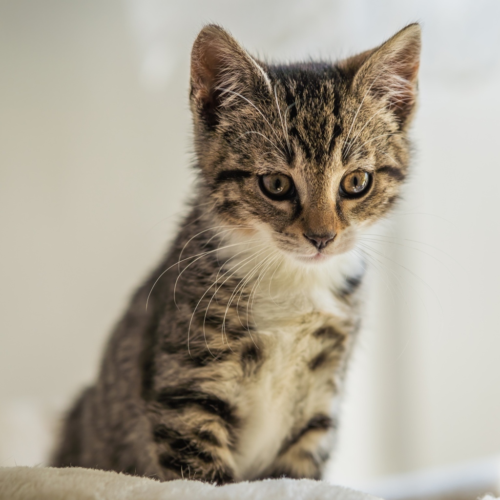 Милый серый котенок сидит на кровати