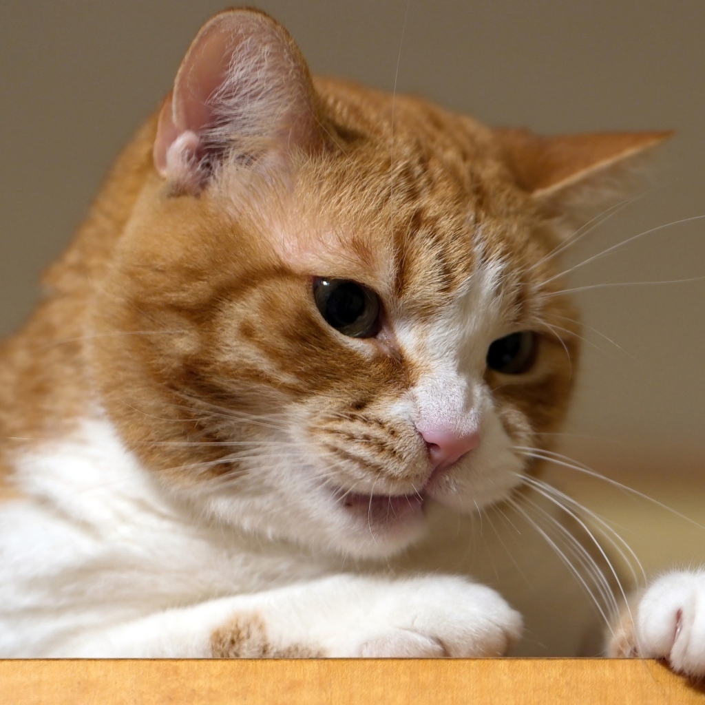 Недовольный рыжий кот крупным планом