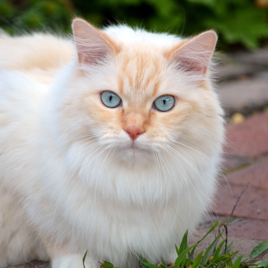 Пушистый кот с красивыми голубыми глазами