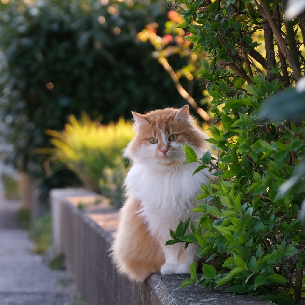 Пушистый рыжий с белым кот сидит у куста