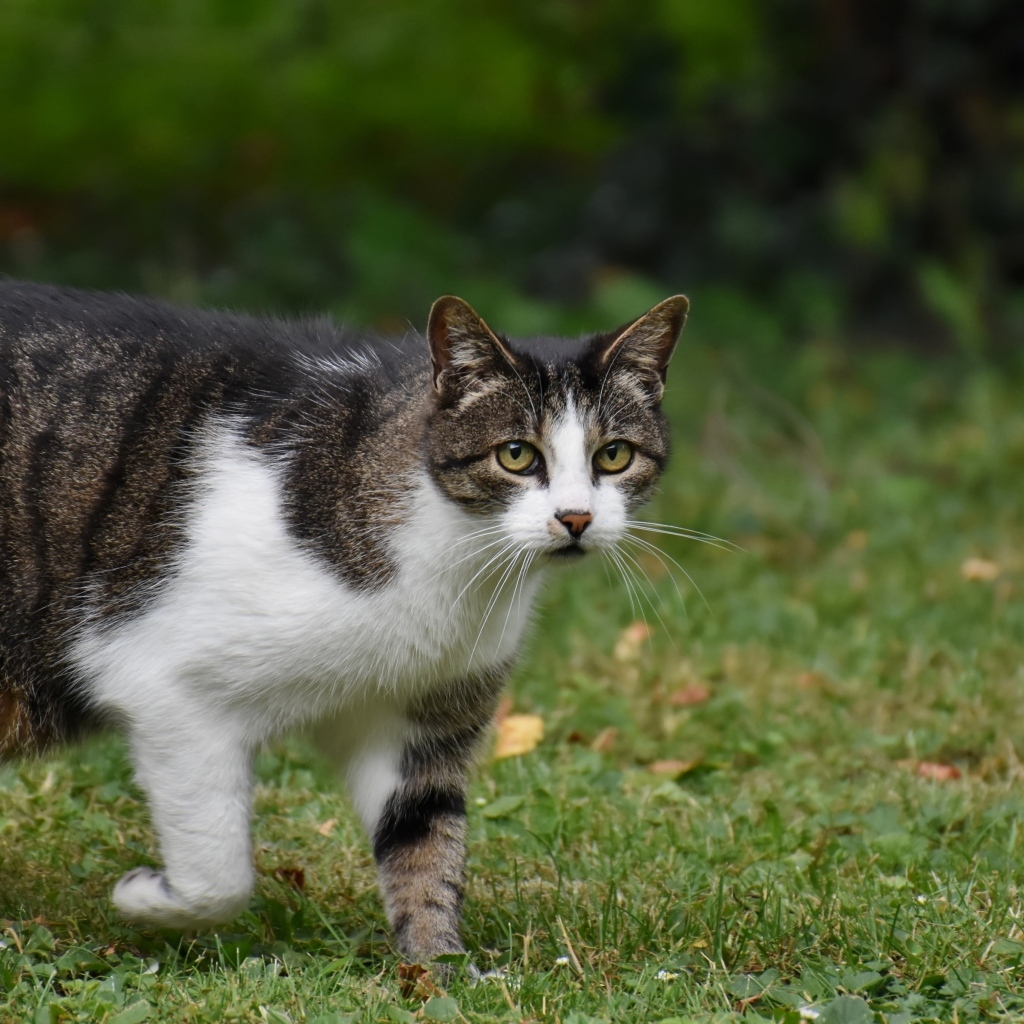 Серо-белый кот стоит на зеленой траве