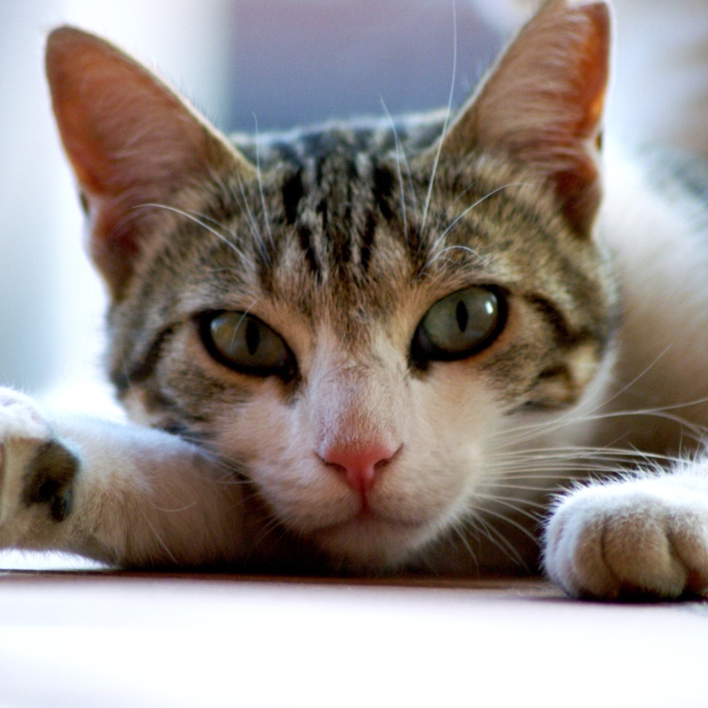 Серый с белым домашний зеленоглазый кот