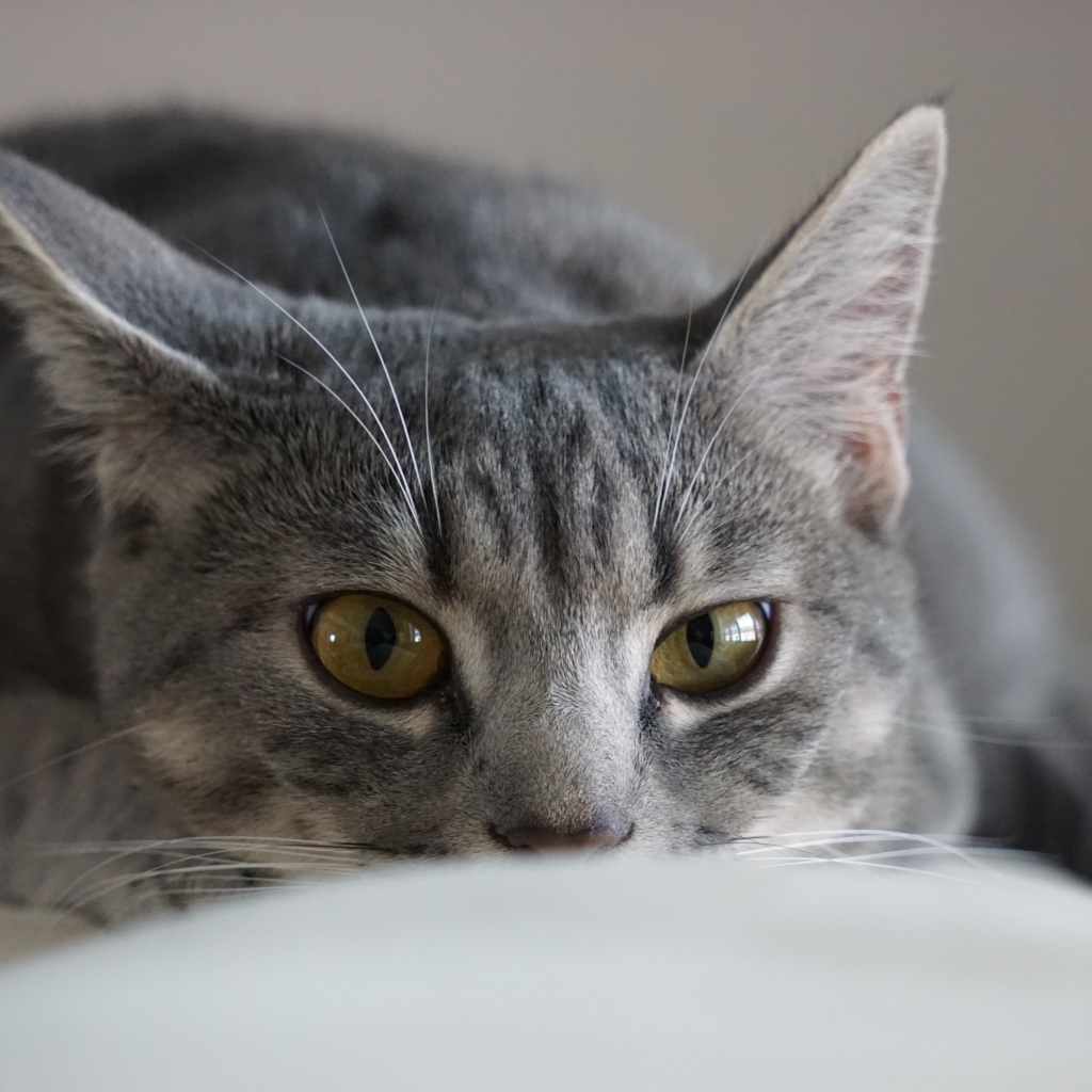 Серая кошка спит на диване