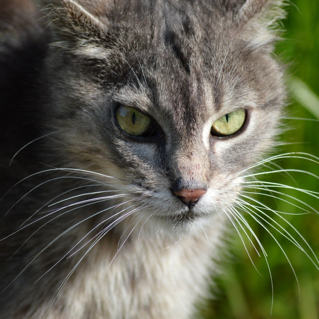 Серый кот с зелеными глазами на улице