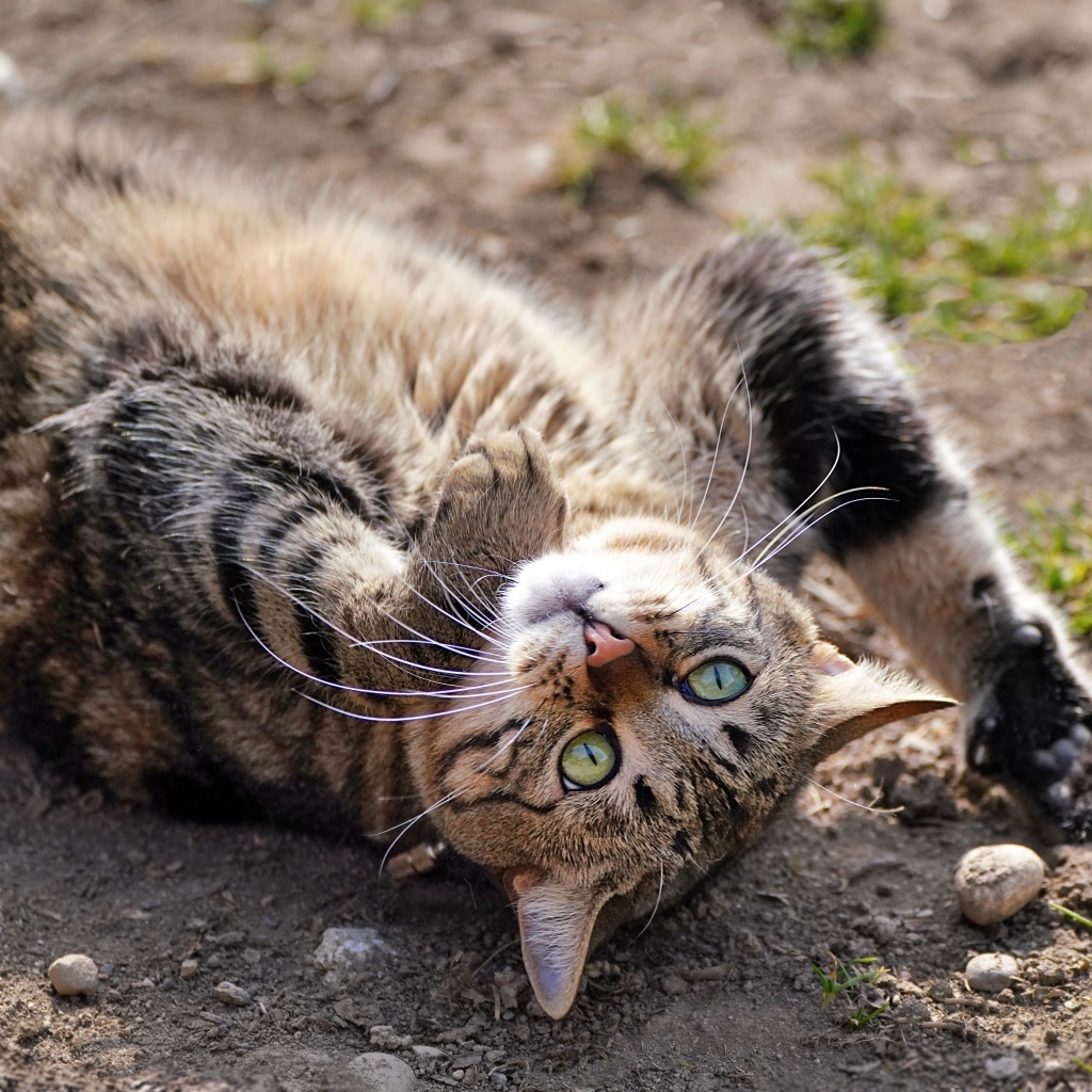 Серый зеленоглазый кот лежит на земле