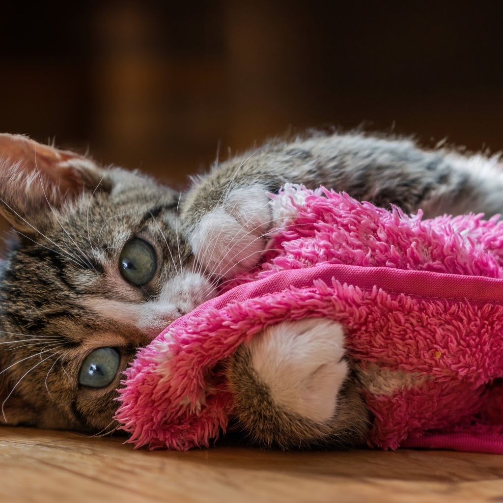 Серый котенок лежит на красном покрывале