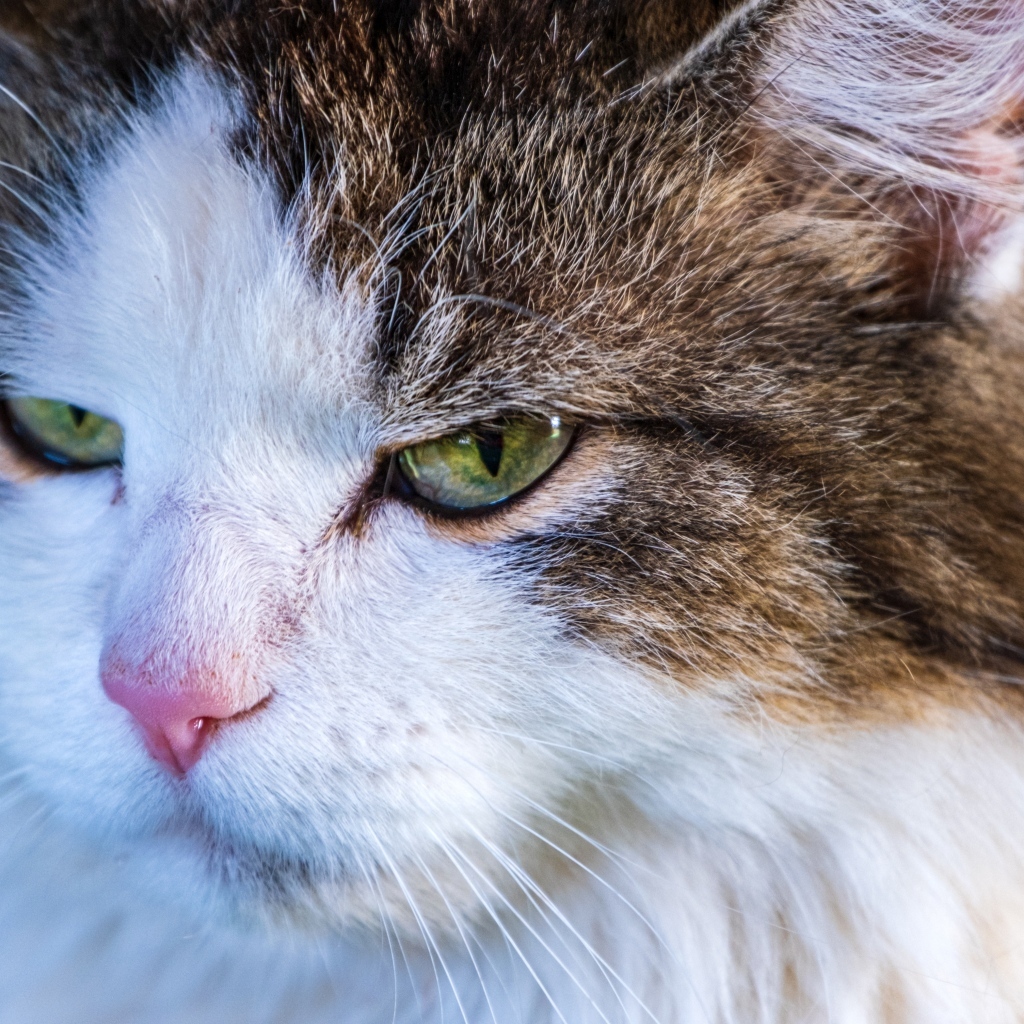 Зеленоглазый кот с розовым носом