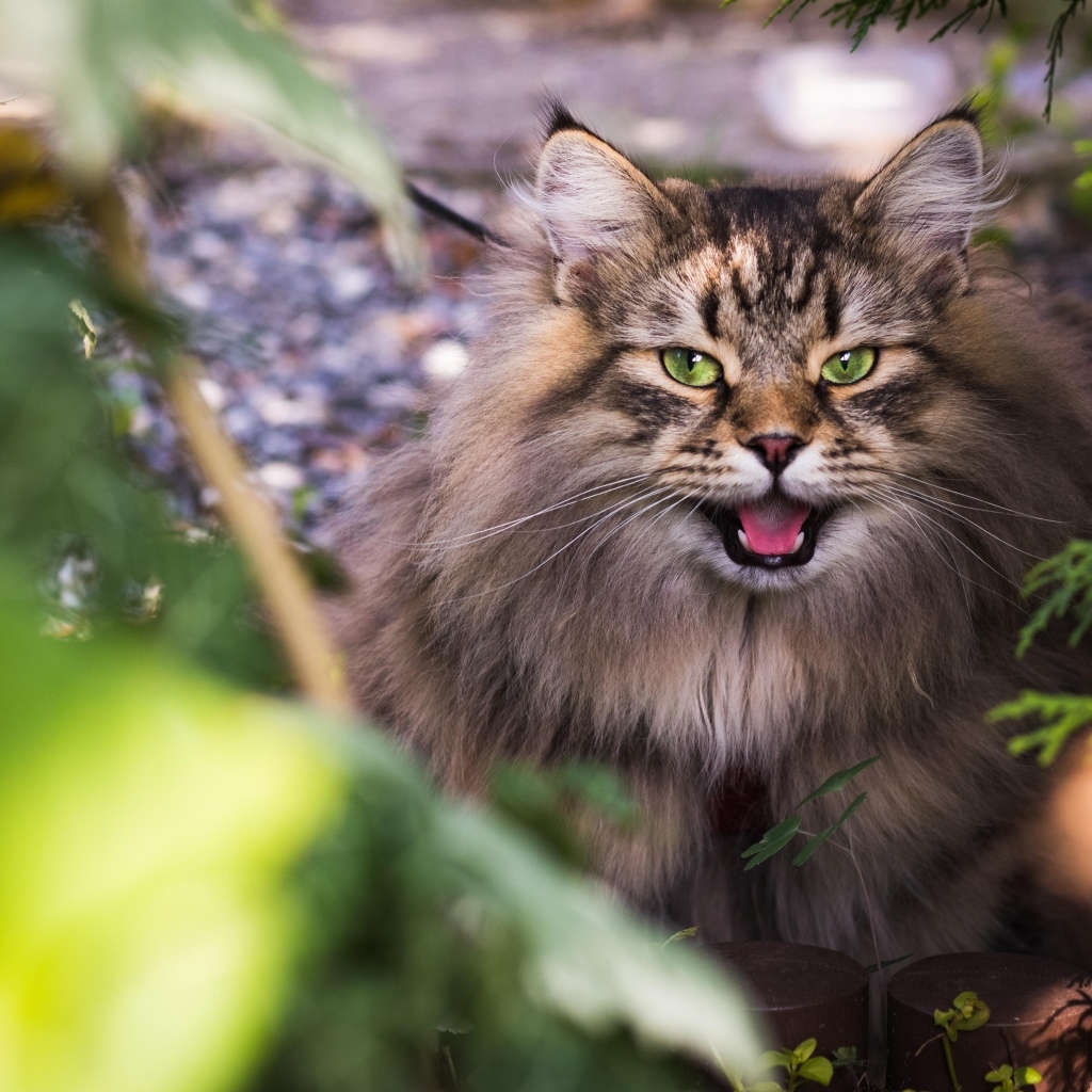 Зеленоглазый пушистый сибирский кот в кустах