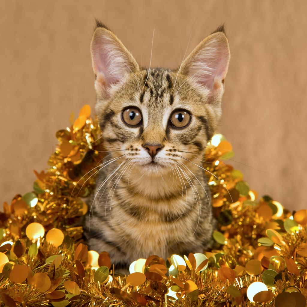 Котенок в новогодней мишуре