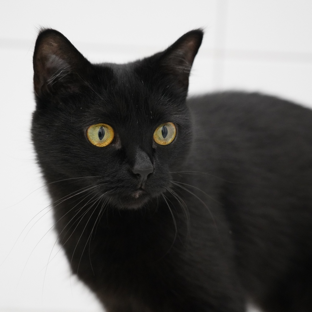 Большая домашняя черная кошка с желтыми глазами