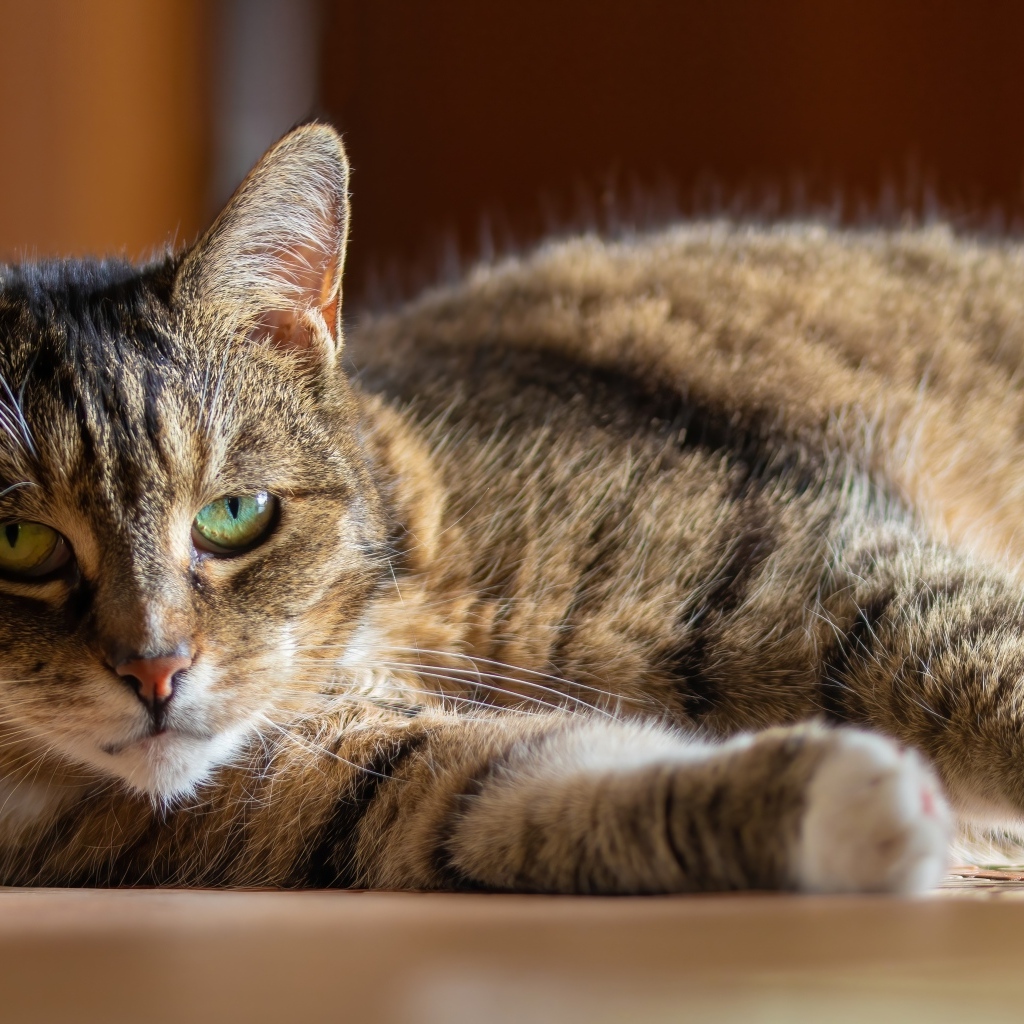Большой домашний серый кот с зелеными глазами