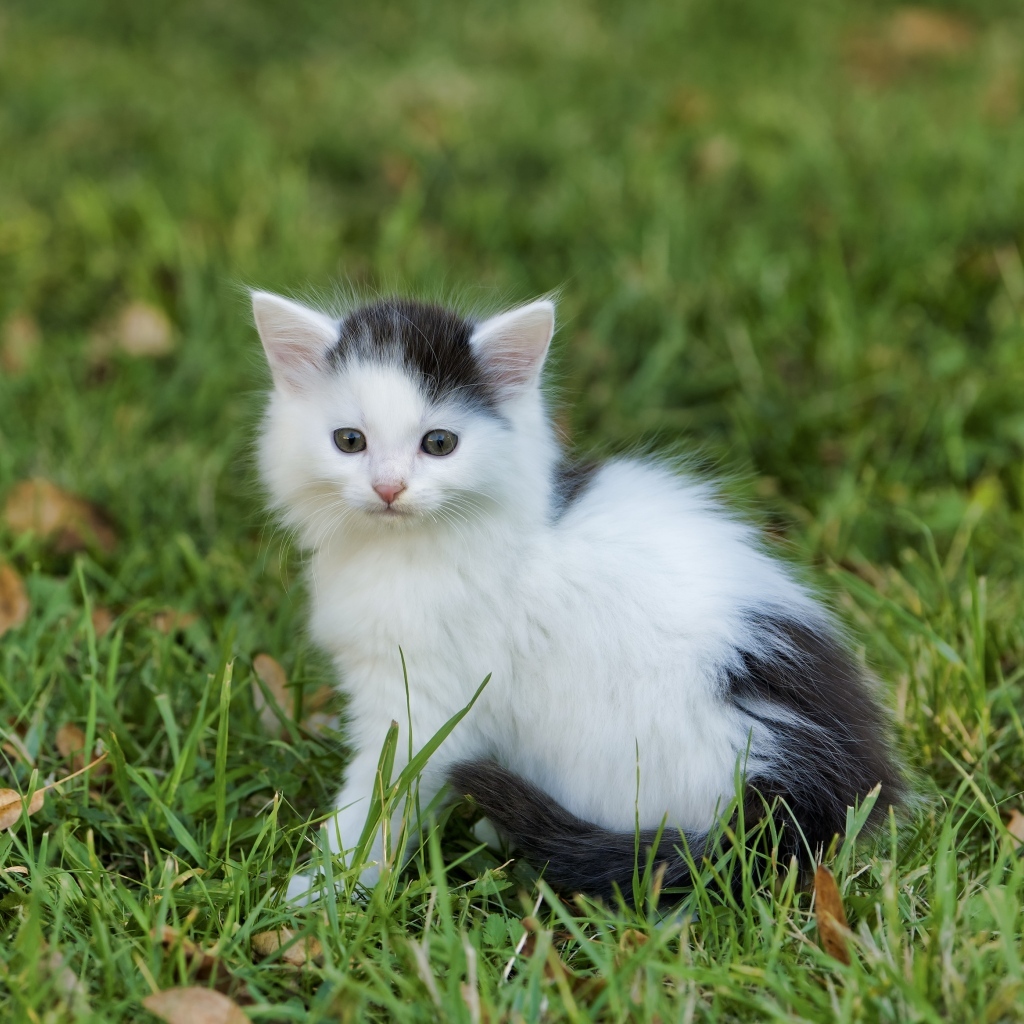 Маленький черно белый котенок сидит на зеленой траве