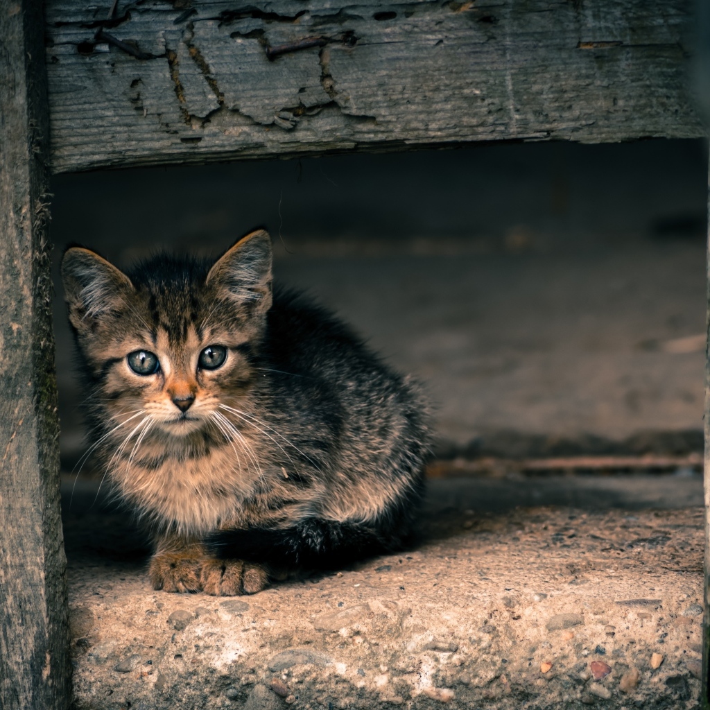 Маленький серый котенок в деревянной будке