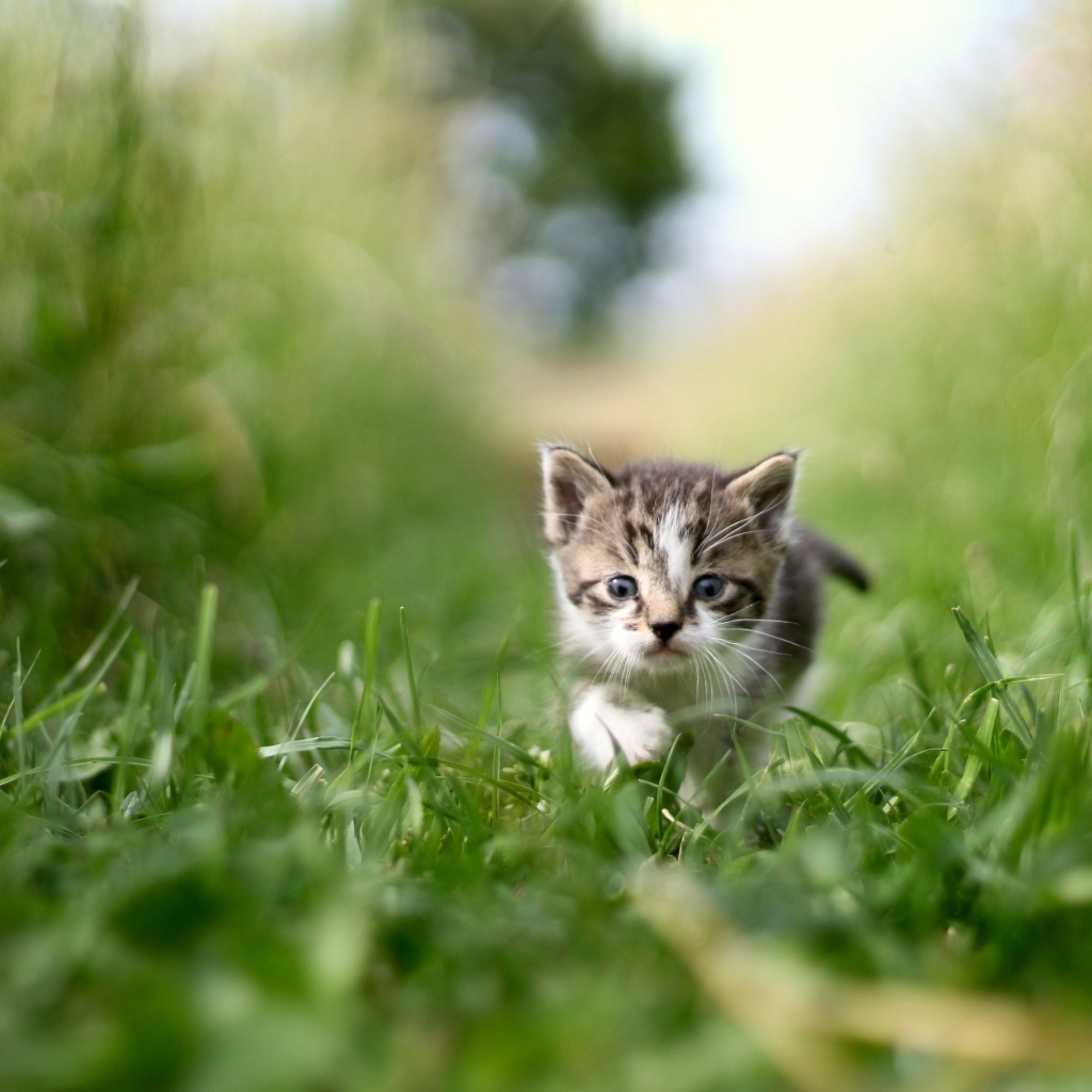 Маленький серый котенок в зеленой траве