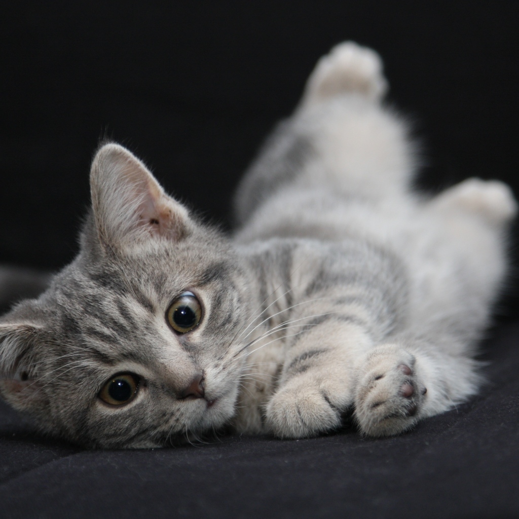 Маленький серый котенок на черном покрывале