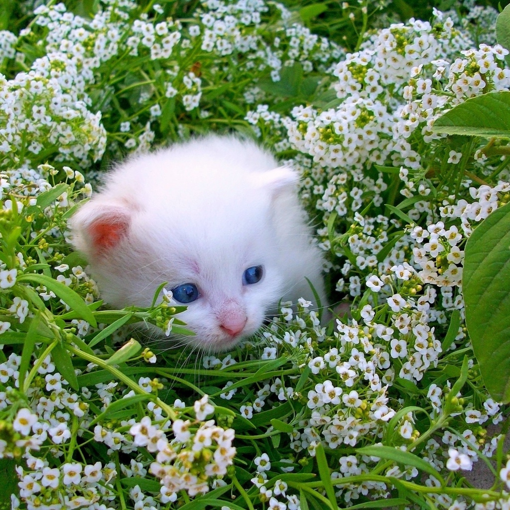 Маленький котенок в белых цветах