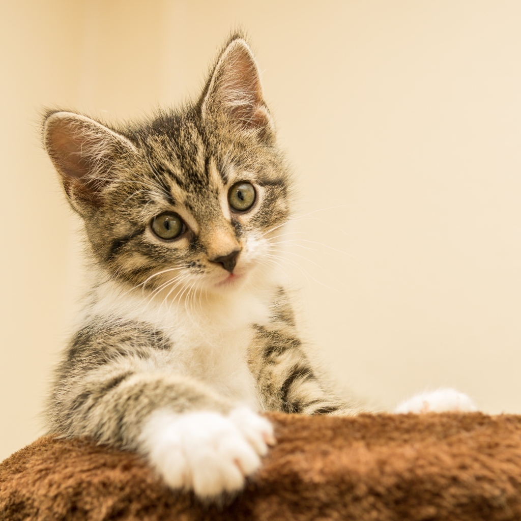 Маленький котенок лежит на подушке