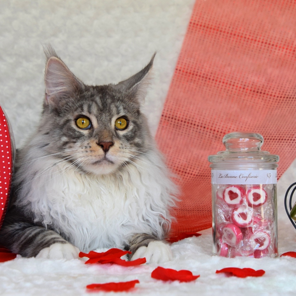 Кот породы мейн кун с сердечками