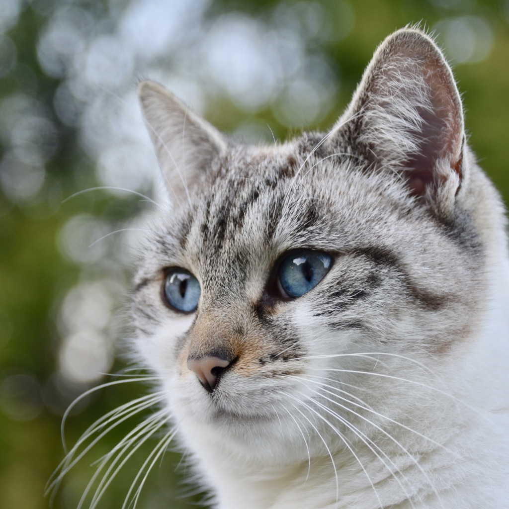 Морда голубоглазой породистой кошки