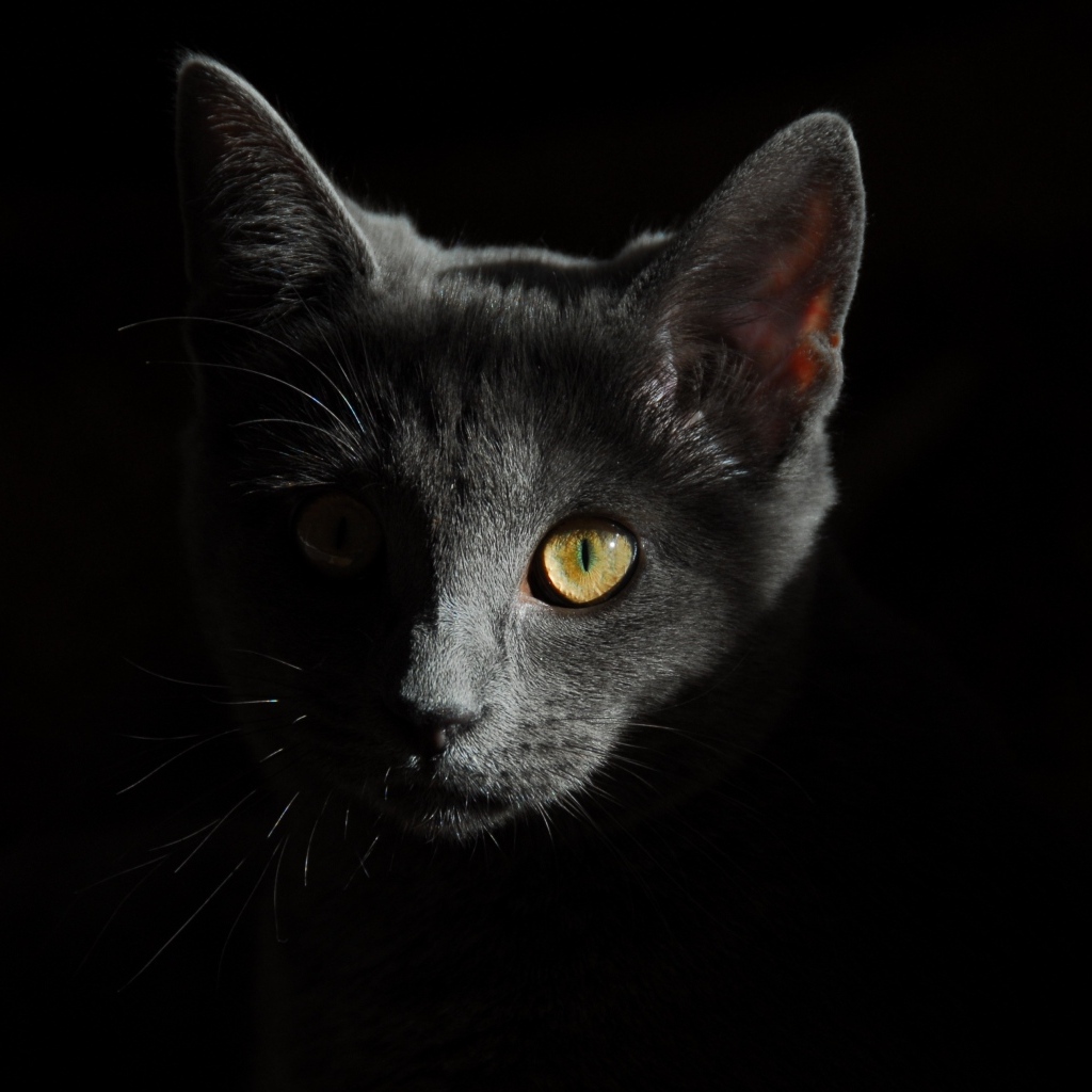 Морда серого котенка на черном фоне крупным планом