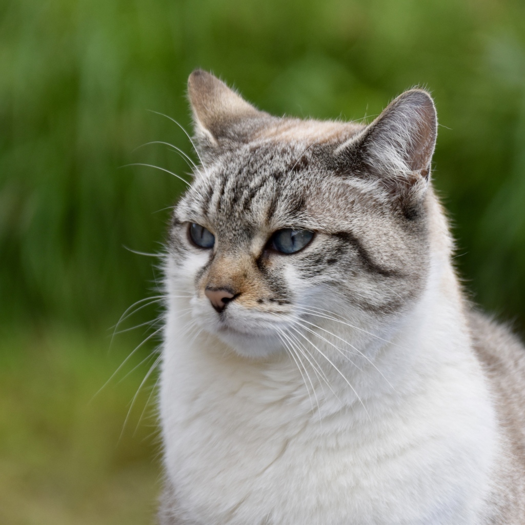 Задумчивый породистый кот 