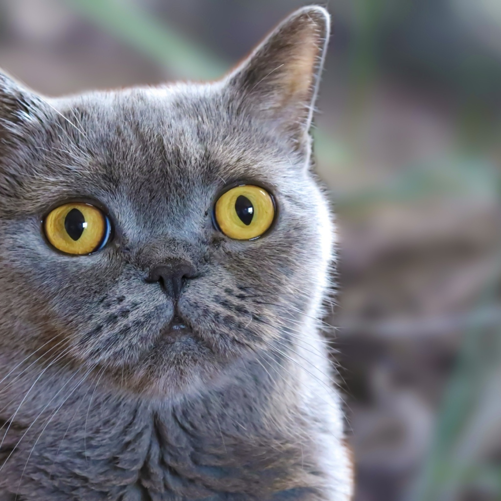 Породистый британский кот с большими желтыми глазами