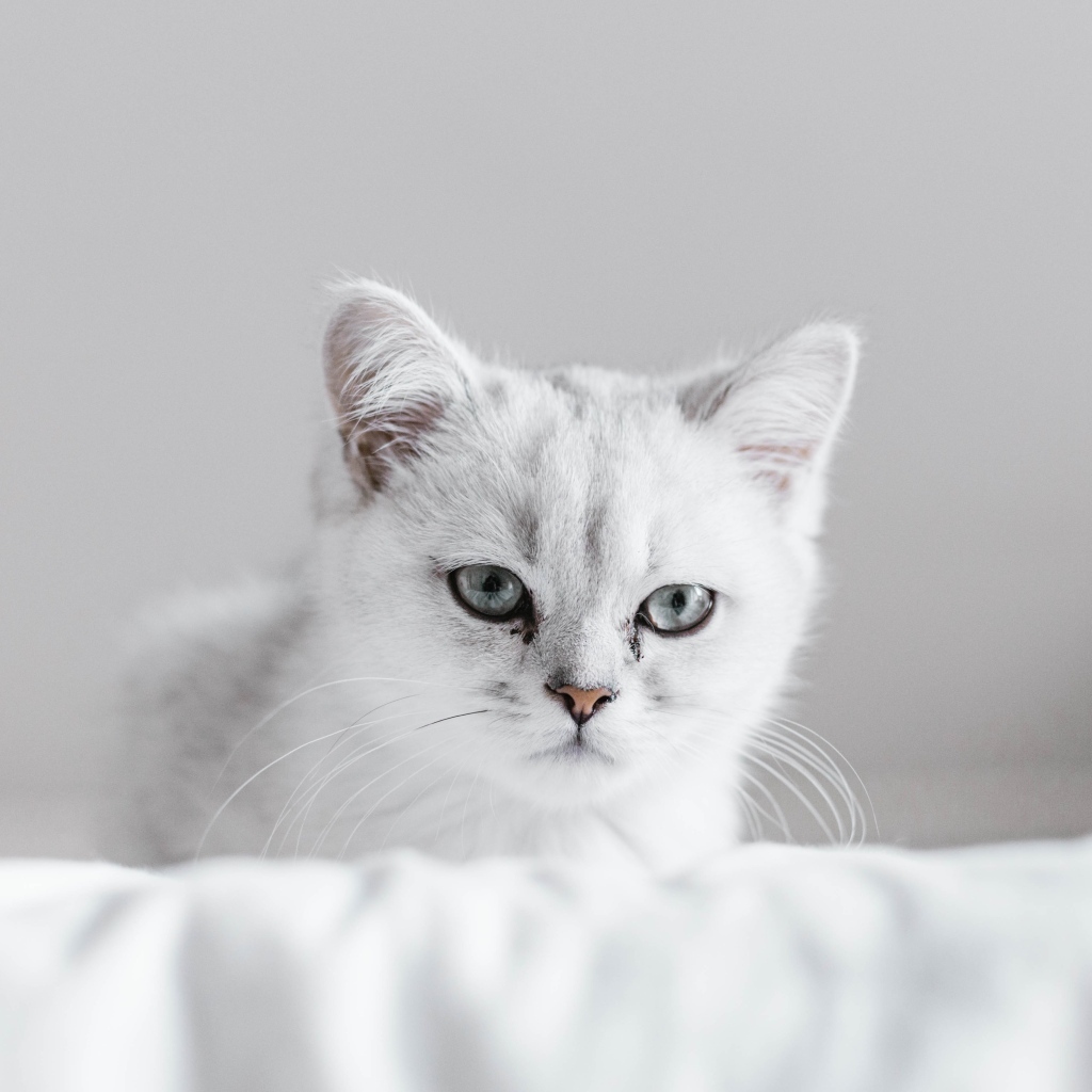 Породистый котенок сидит на белом покрывале