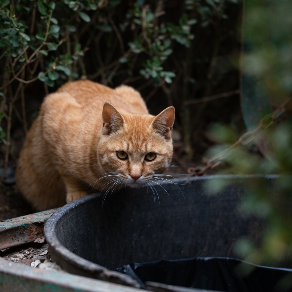 Рыжий кот пьет воду 