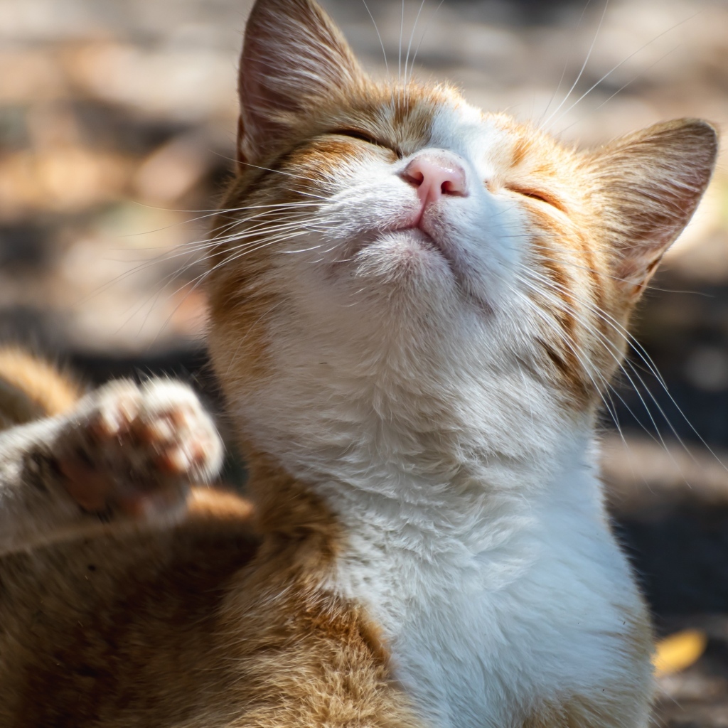 Рыжий кот с закрытыми глазами