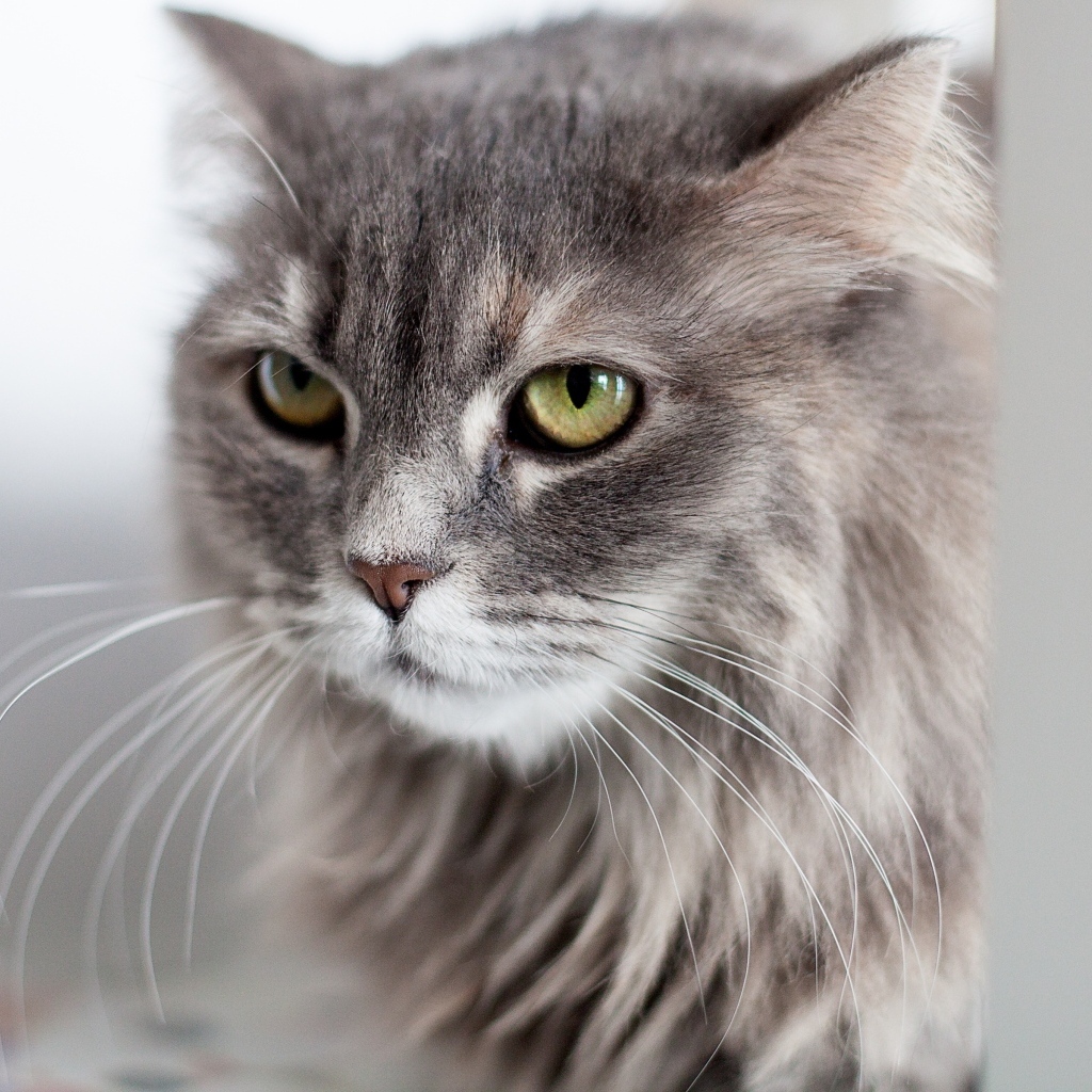 Серьезный взгляд пушистого серого кота