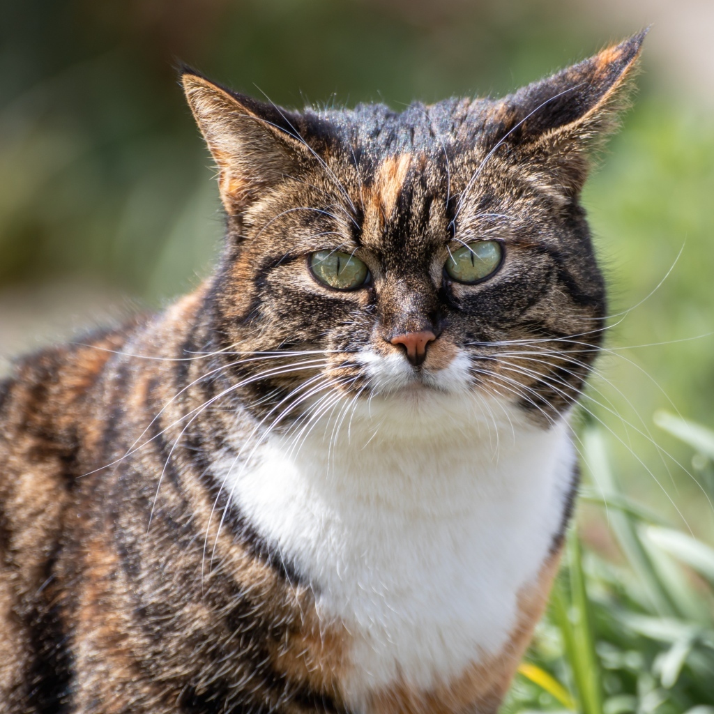 Серьезный полосатый кот гуляет по улице