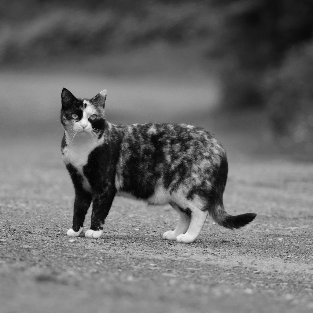Пятнистая трехцветная кошка на дороге
