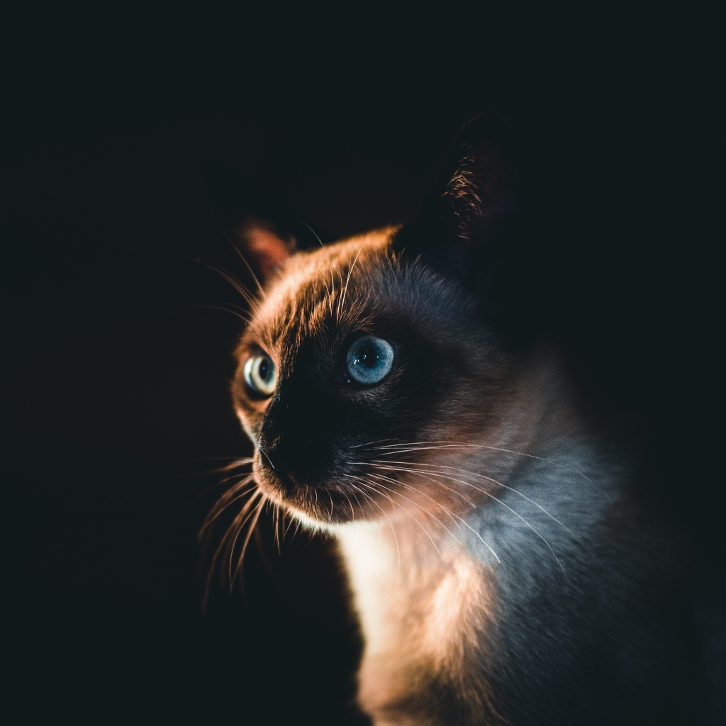 Морда голубоглазого сиамского кота на черном фоне