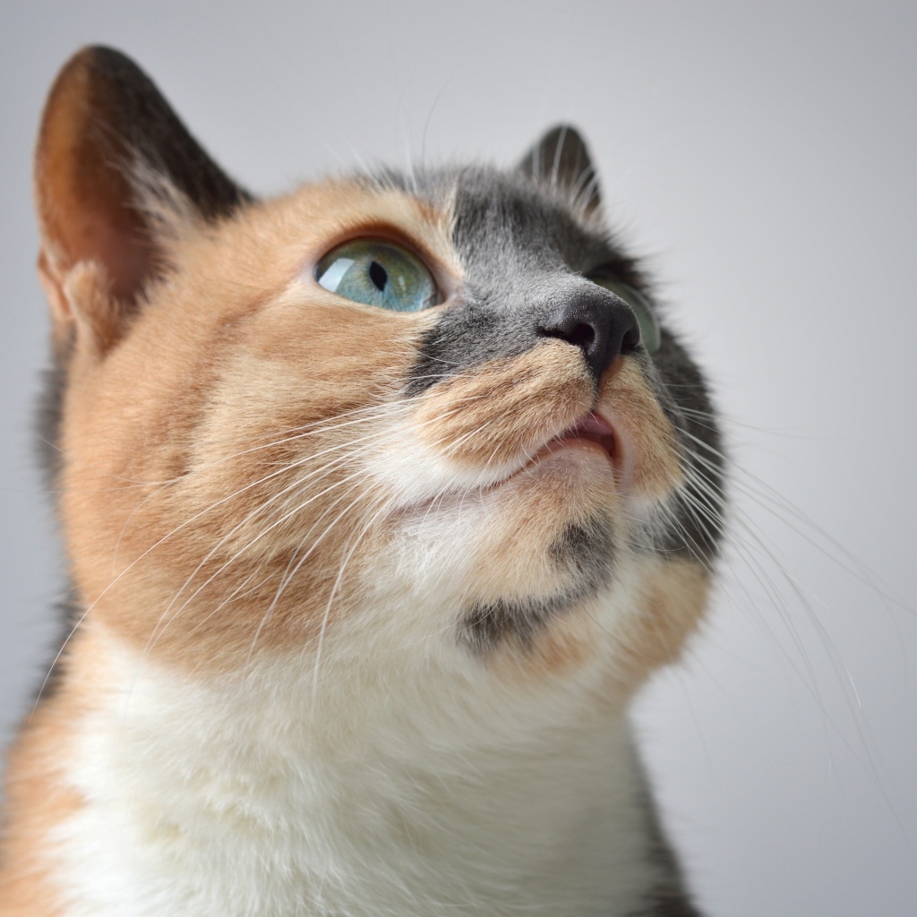 Трехцветная кошка на сером фоне