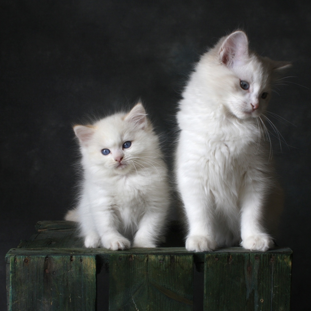Два маленьких белых котенка на сером фоне