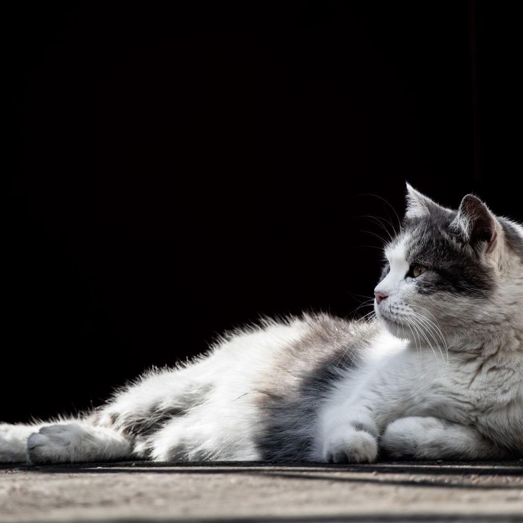 Белый с серыми пятнами кот на черном фоне