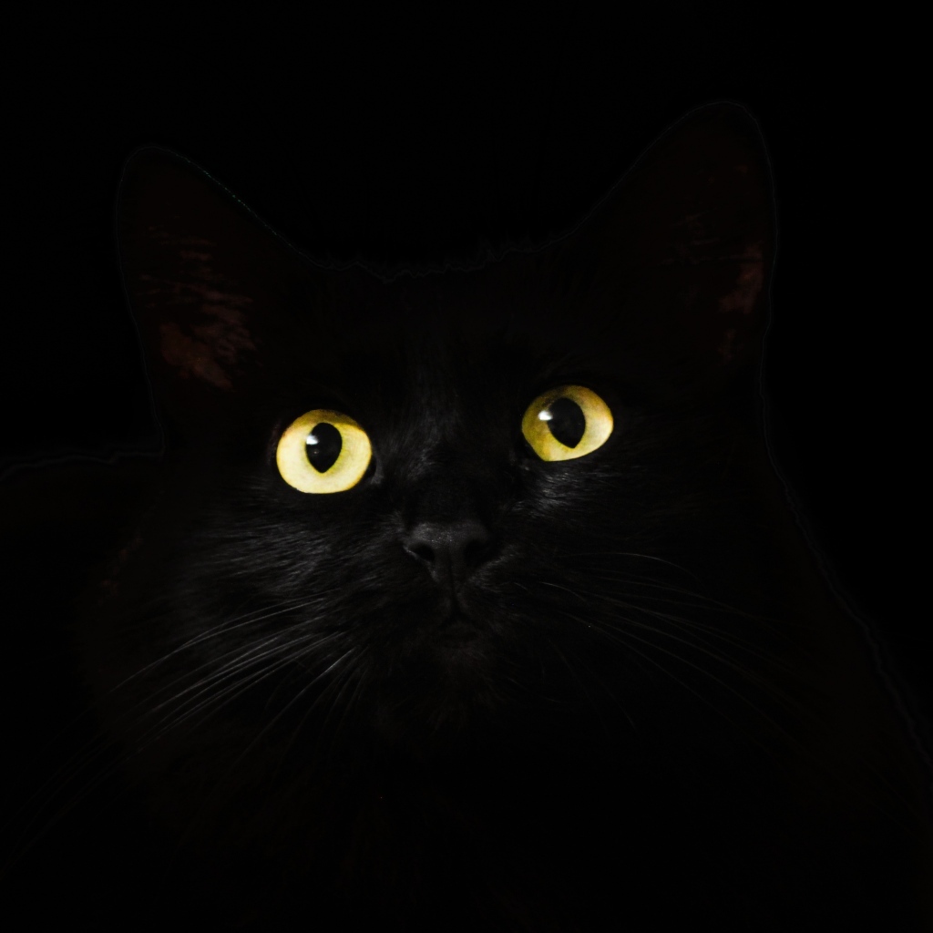 Желтые светящиеся глаза кошки на черном фоне