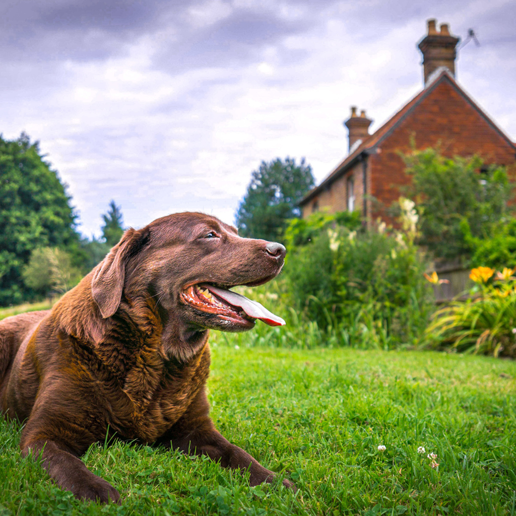 Коричневый лабрадор с высунутым языком лежит на траве