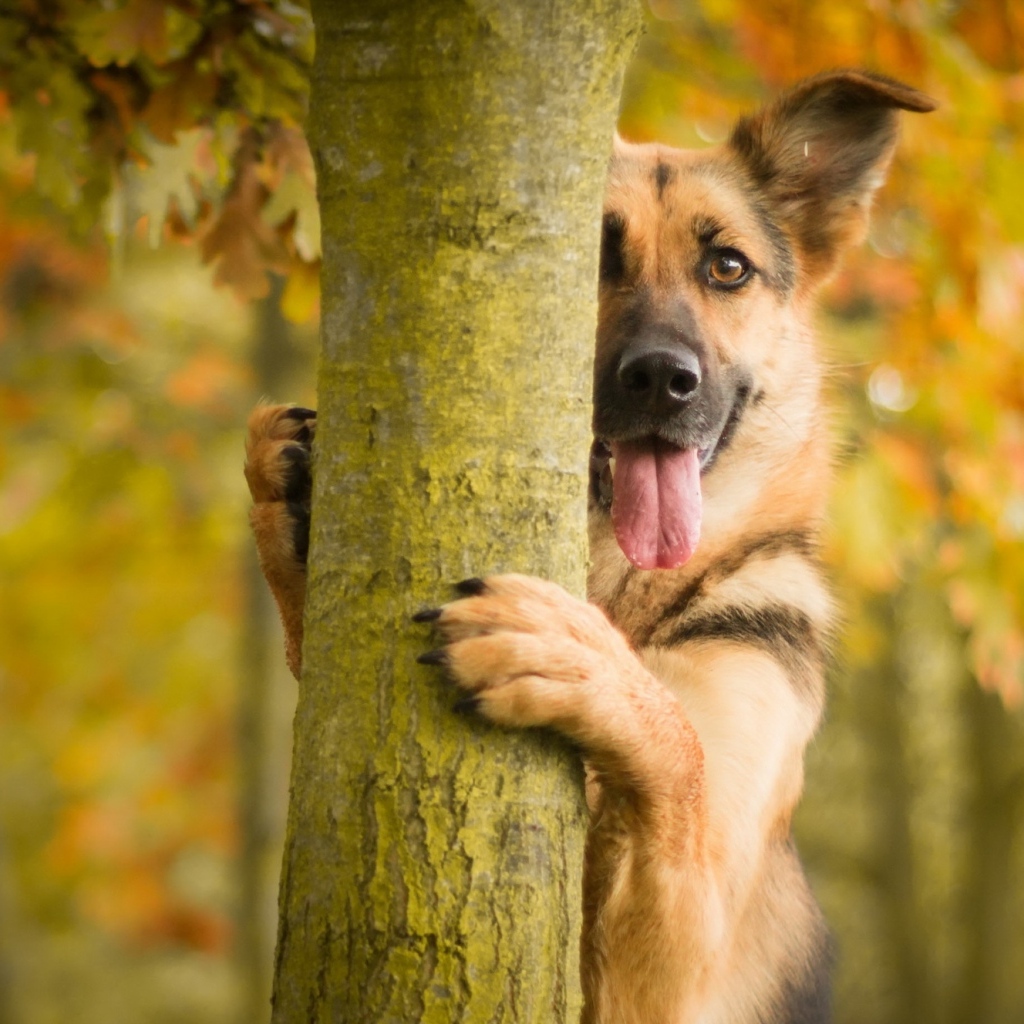 Овчарка с высунутым языком стоит у дерева