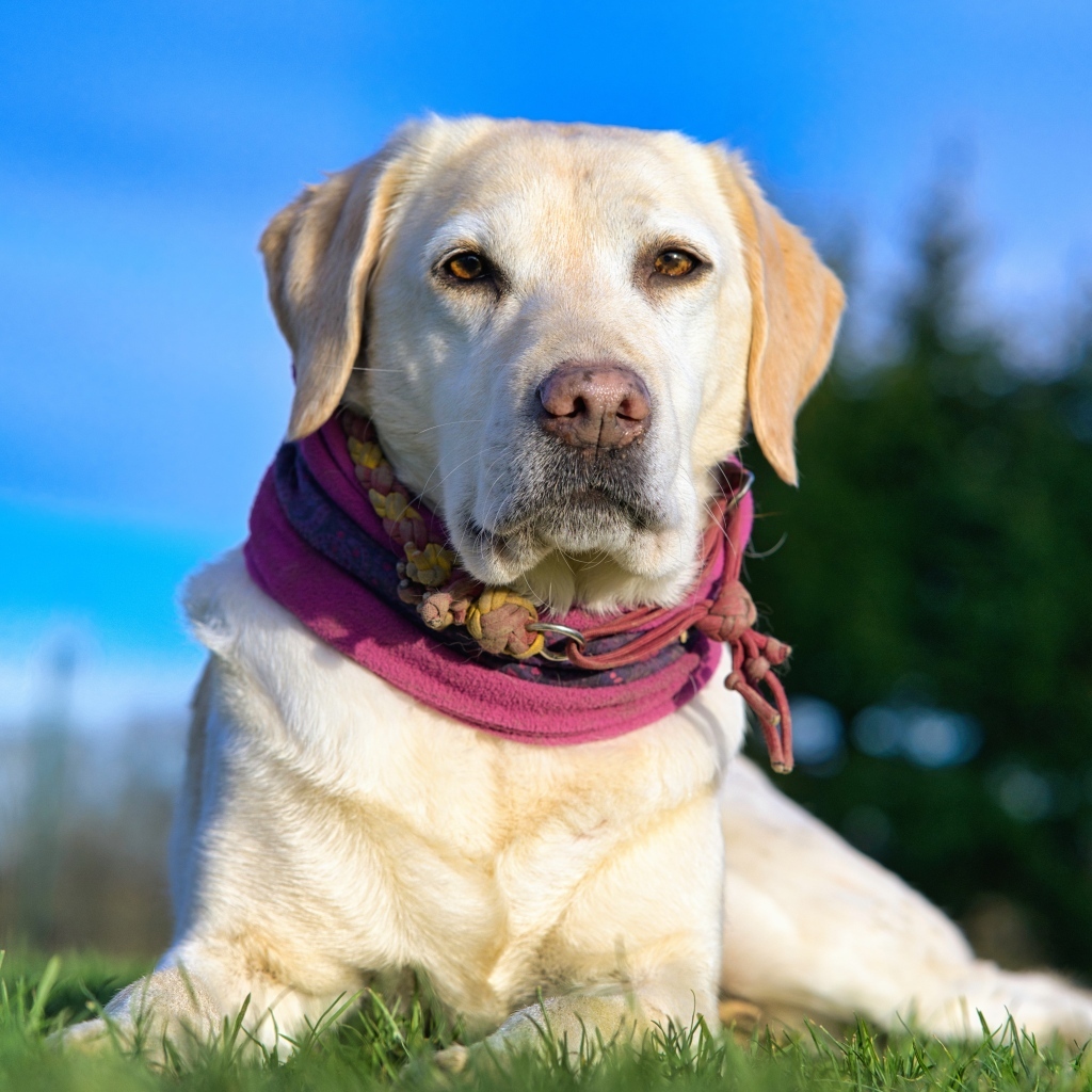 Красивый золотистый ретривер лежит на траве