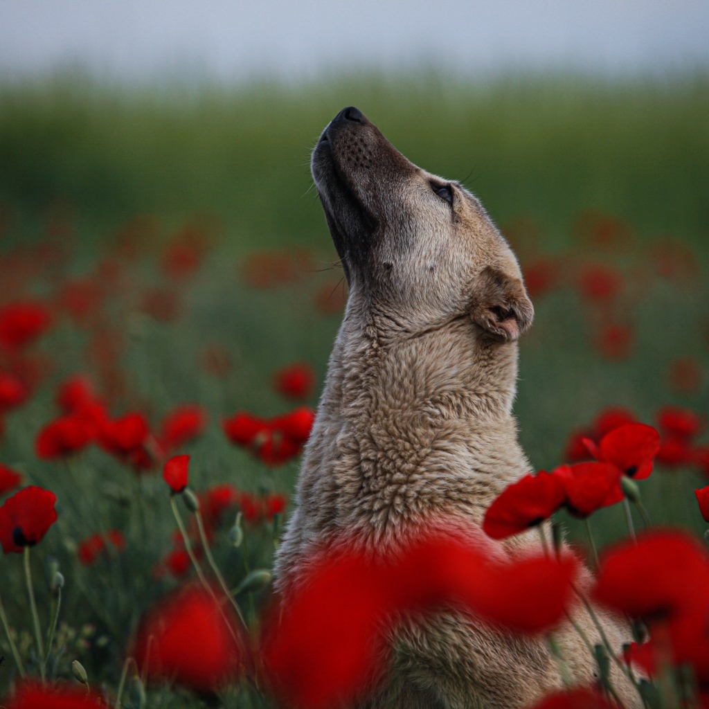 Большая собака сидит в цветах красного мака