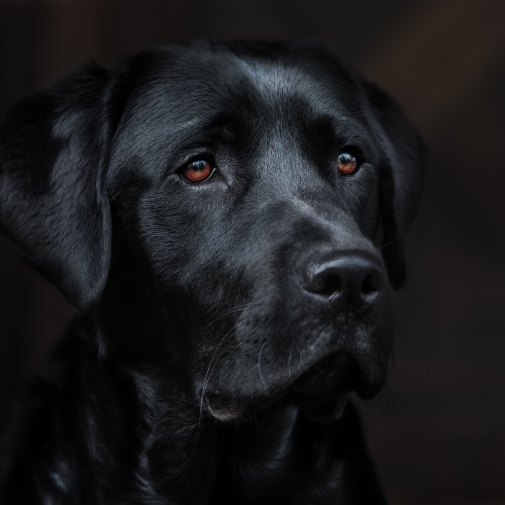 Большой грустный черный лабрадор