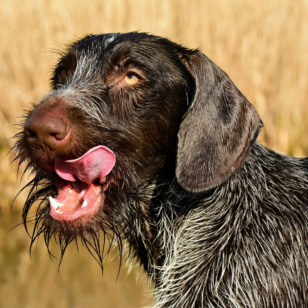 Черный пес породы Дратхаар с высунутым языком