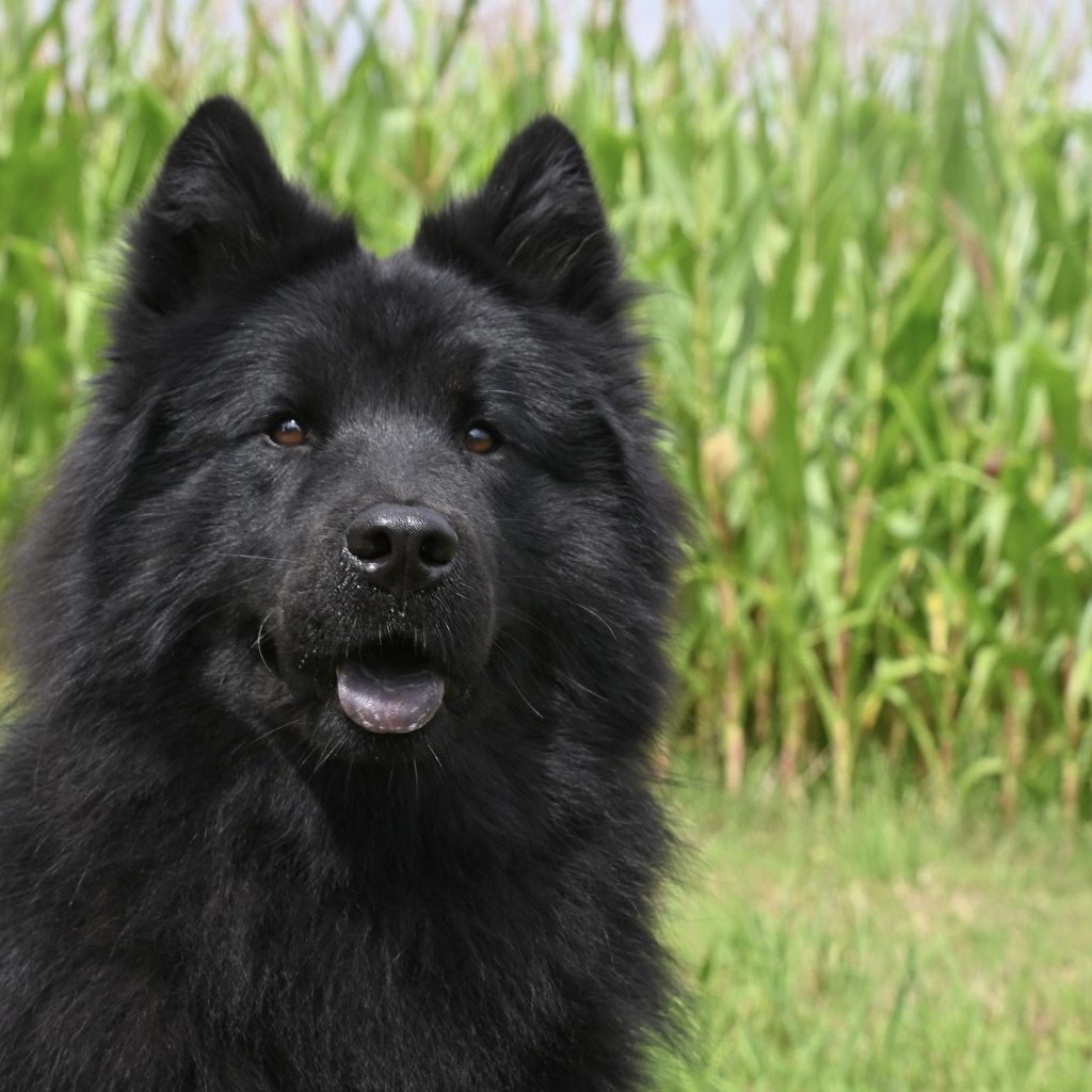 Черная евразийская собака сидит на траве