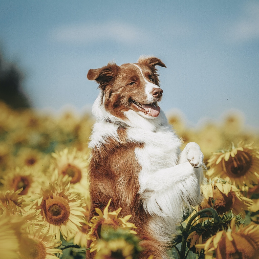 Собака породы бордер колли в подсолнухах