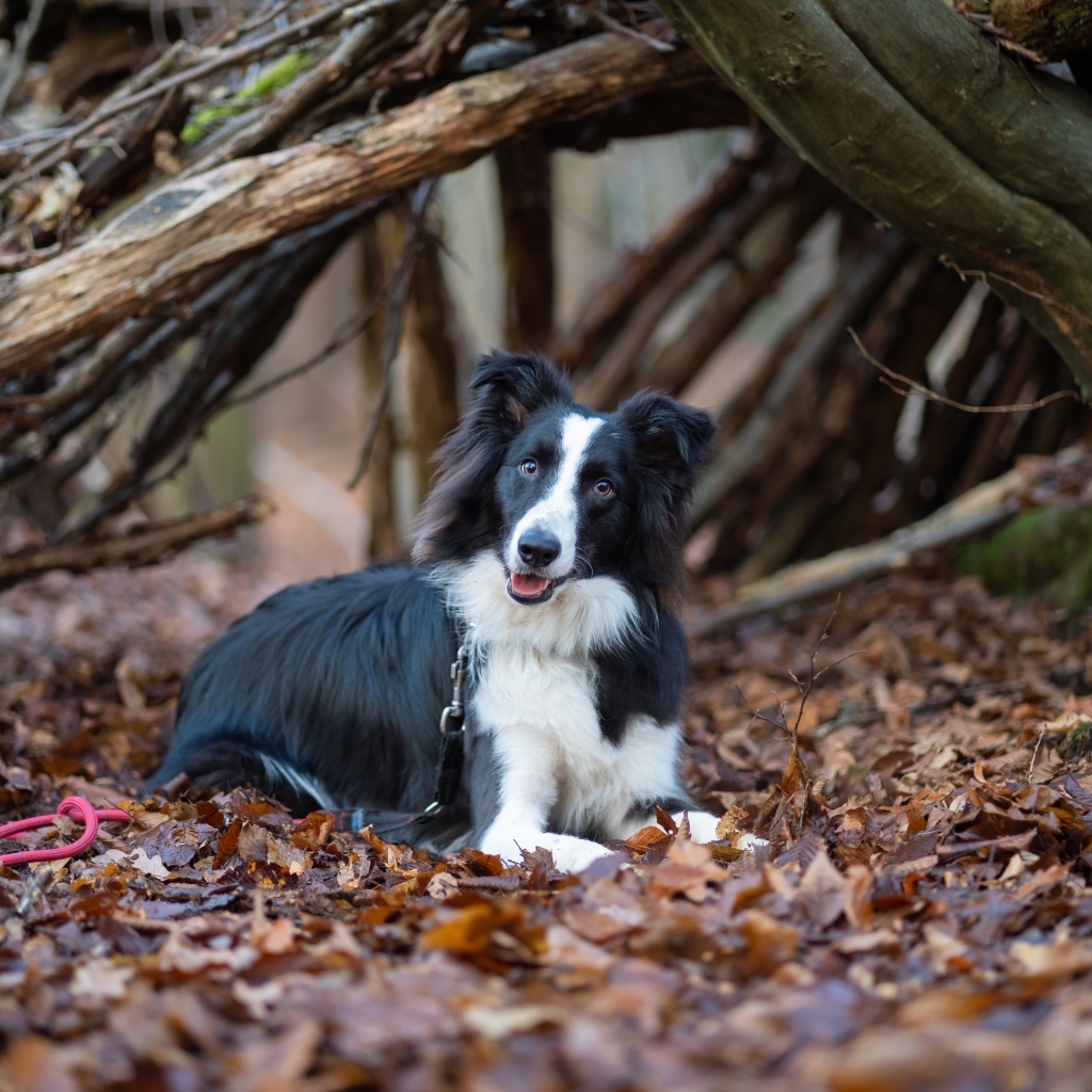 Собака породы бордер колли лежит на листве в парке 