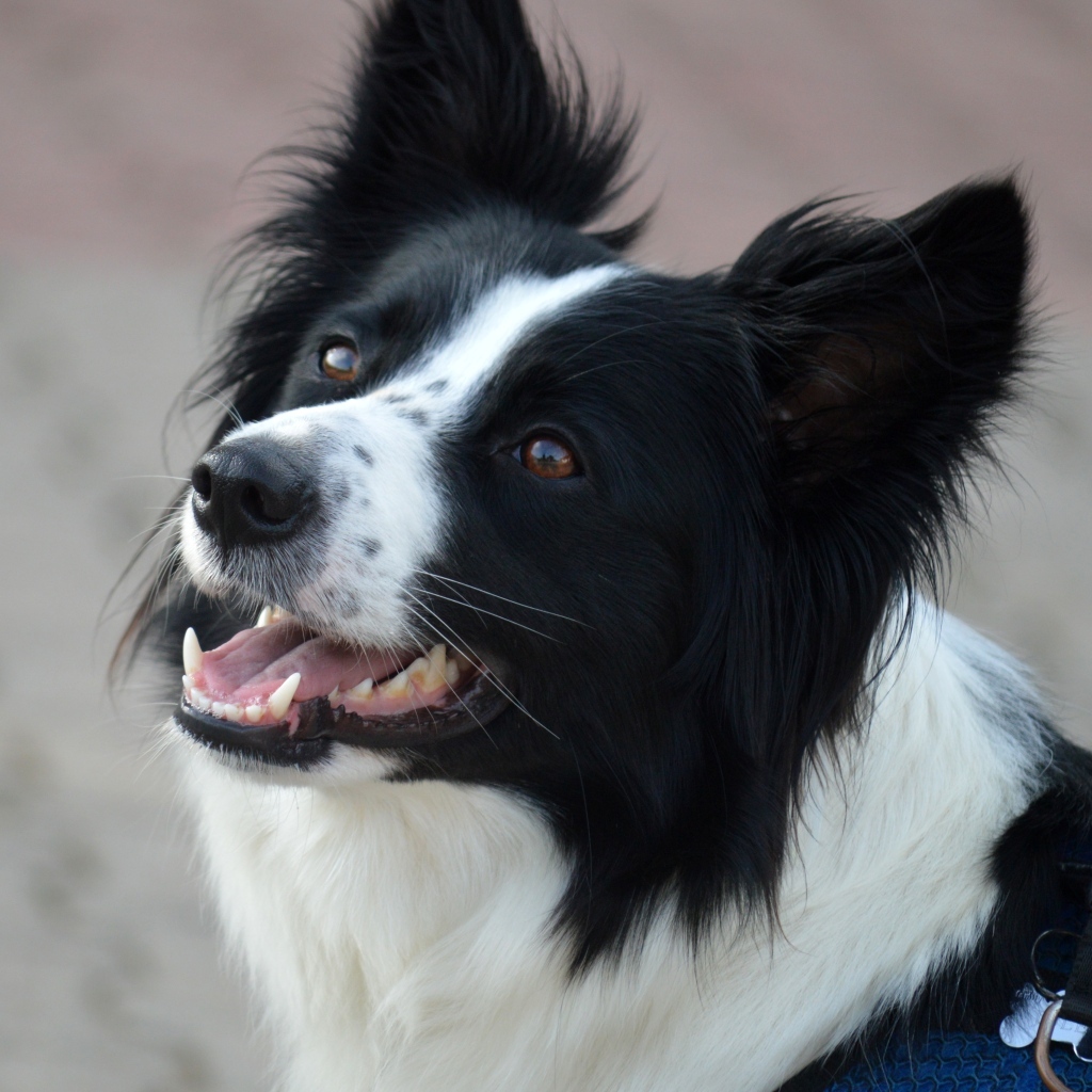 Собака породы бордер колли с открытой пастью