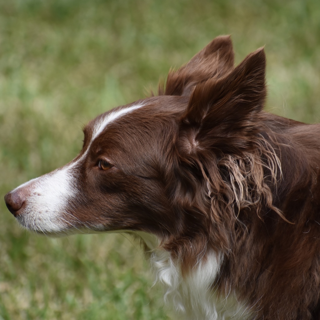 Коричневая собака бордер колли